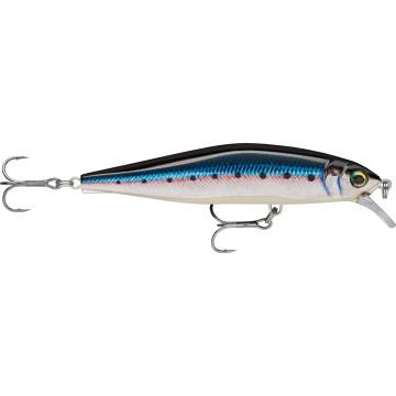 LIVE BLUE SARDINE